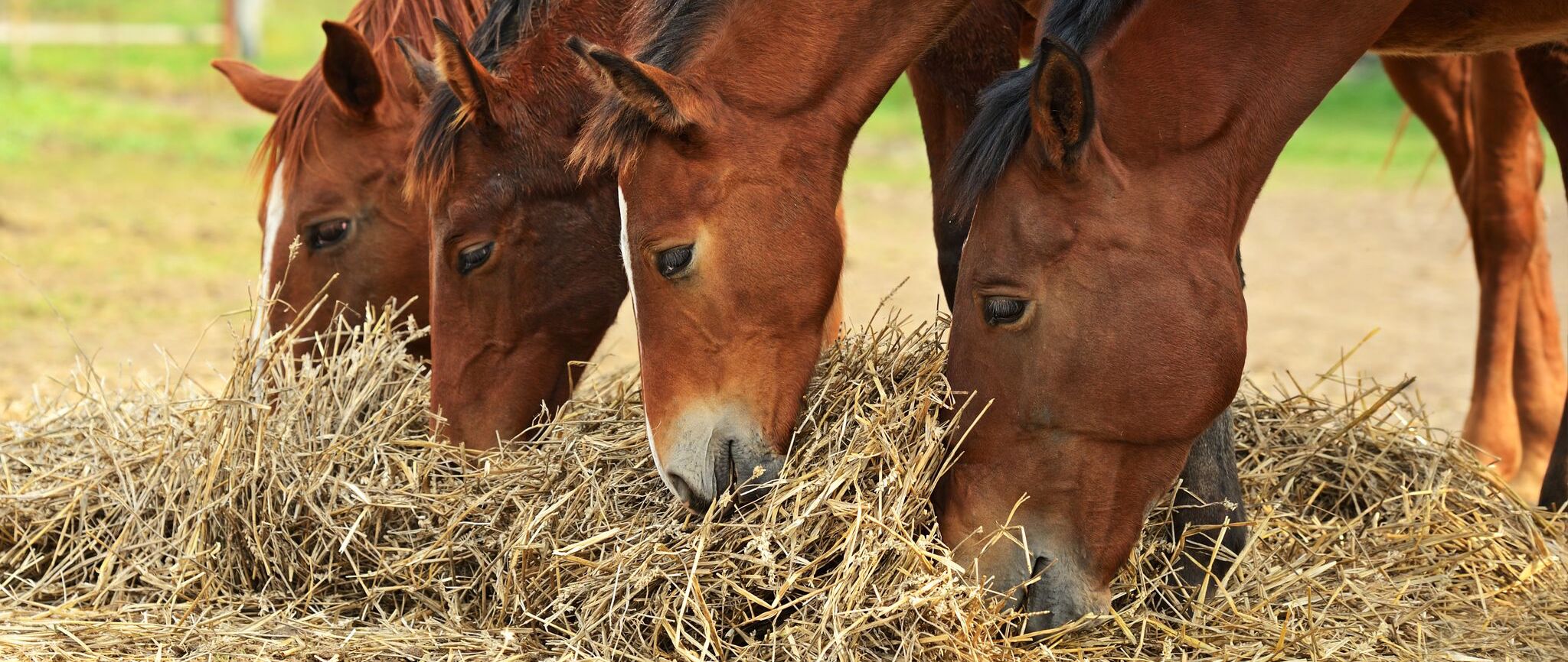 Quando Il Tuo Cavallo Non Mangia