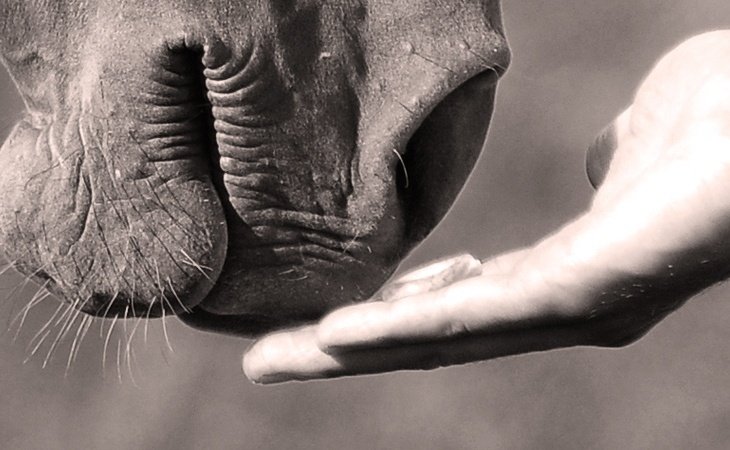 Pferd riecht an Hand