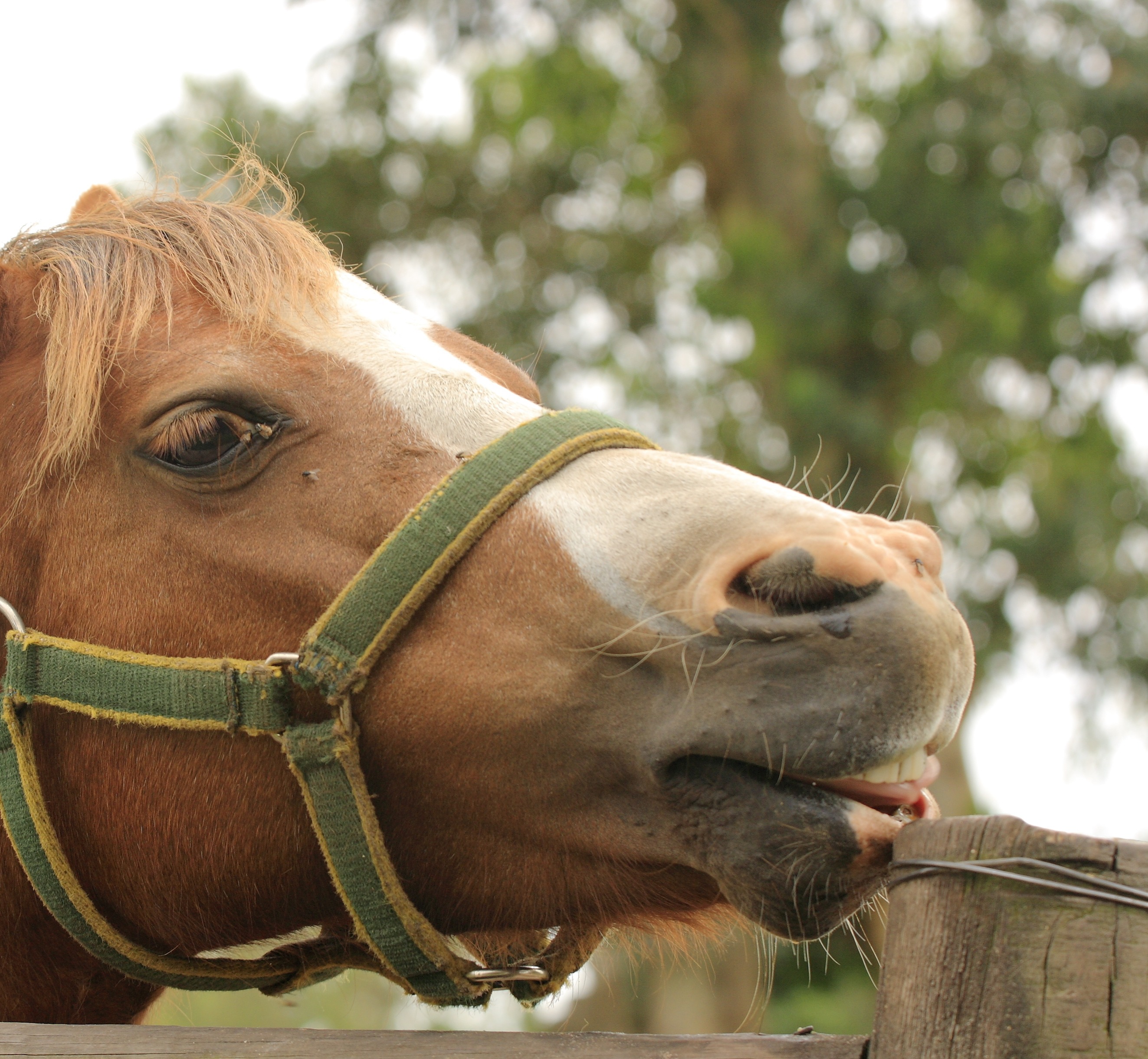 What symptoms indicate gastric ulcers in horses?