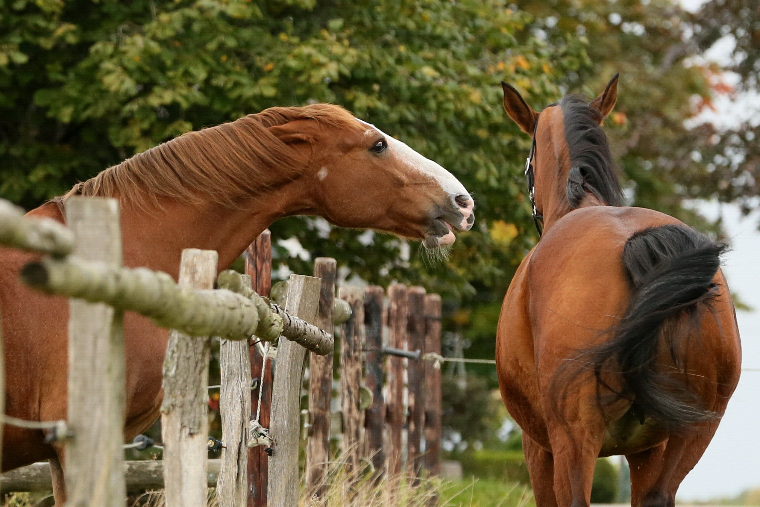 Stress Bij Paarden: Het Herkennen en Vermijden van een Gestrest Paard