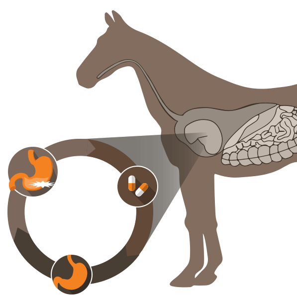 Horse Ulcer - Diagnose, treat, repeat